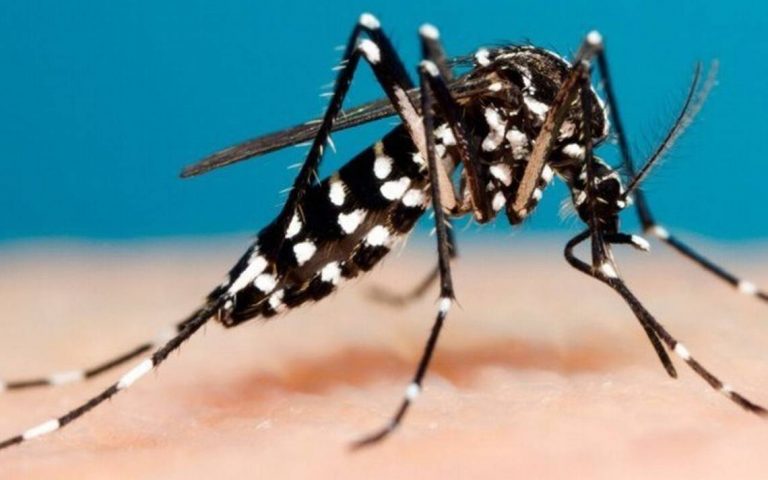 Científicos de Yucatán analizan modificar genética de mosquitos para controlar enfermedades