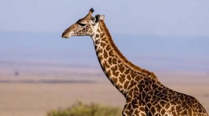 Jirafa mata a una bebé de 16 meses