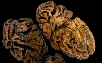 Descubren cerebros de humanos preservados desde hace 12 mil años