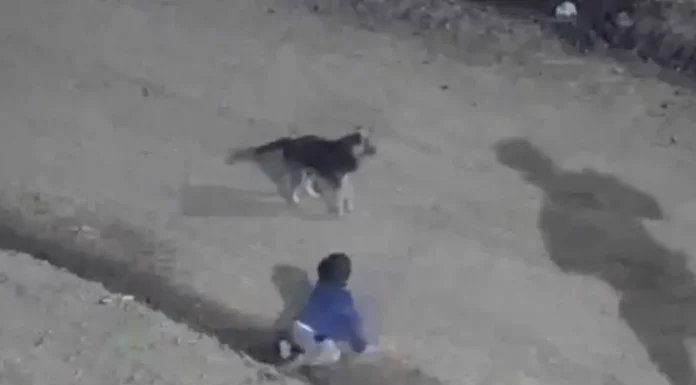 Rescatan a bebé que gateaba a las 4 am en compañía de su perrito en Argentina