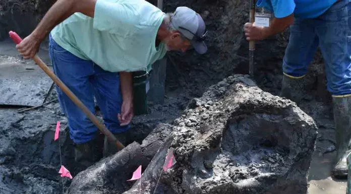 Colosal cráneo de mastodonte de 13 mil años de antigüedad es hallado en un arroyo