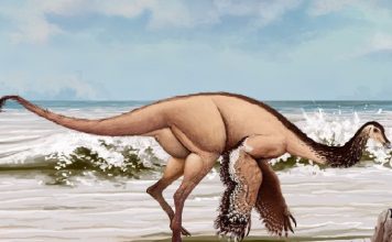 Descubren nueva especie de dinosaurio en Coahuila