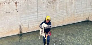 Dirección de Bienestar Animal refuerza acciones y sanciones contra el maltrato animal en Nuevo Laredo