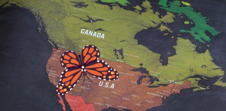 ¿Por qué hay menos mariposas en Estados Unidos? Esta es la alarmante razón
