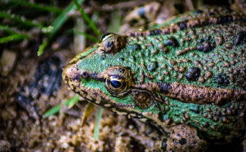 Ranas podrían ser la clave para combatir enfermedades inflamatorias