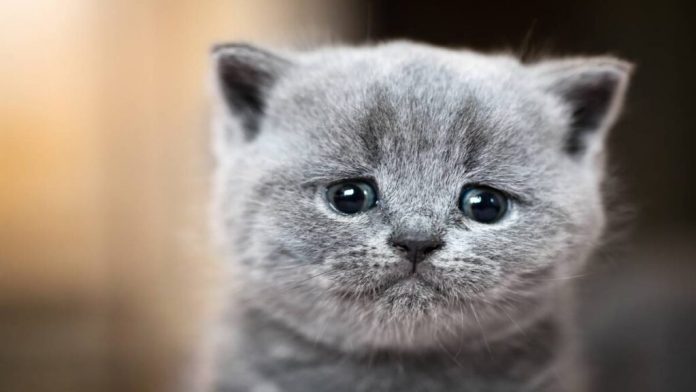 llanto-y-emociones-de-los-gatos-jpg-133413-1024x576