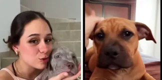 Viva Aerobus entrega perrito equivocado a dueña; ‘Errorcito’ se hace viral