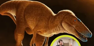 Hallan “eslabón perdido” en evolución del Tiranosaurio Rex