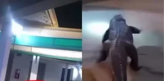 Enorme caimán se cuela en hotel y desata operativo de emergencia