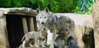 Nacen cuatro crías de lobo mexicano en San Juan de Aragón; son una especie en peligro en extinción