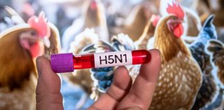 Alertan por influenza aviar que se puede convertir en pandemia