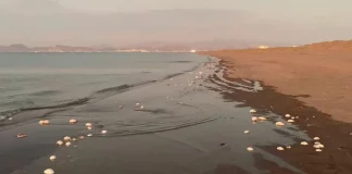 Descubren miles de peces muertos en La Paz, BCS; confirman Marea Roja