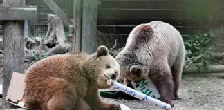 Dos osos escapan y se dan un festín de miel digno de Winnie the Pooh