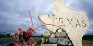 Especie invasiva de hormiga venenosa llega a Texas