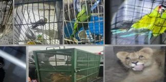 Profepa rescata a 19 animales exóticos; fueron hallados en operativo para desarticular red de huachicol en Edomex y Querétaro