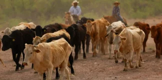 Gusano barrenador afecta al ganado lechero en Oaxaca; detectan más de mil casos