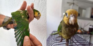 Indignante: decoloran con químicos plumas de loros para venderlos, ya fueron rescatados
