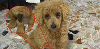 Rescatan a perrita de tres meses que fue dañada con peróxido, querían venderla como Golden retriever