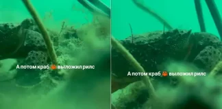 Cangrejo se vuelve viral al grabar videoblog con iPhone caído al mar en Rusia