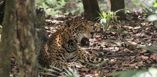 VIDEO: Captan a dos jaguares en Chichén Itzá