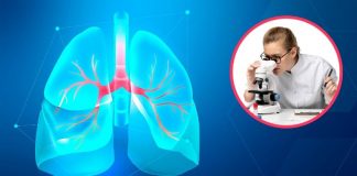 Corazones y pulmones creados en laboratorio desarrollan sus propios vasos sanguíneos