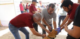 Continúa Gobierno Municipal impulsando el Bienestar Animal con jornadas de esterilización y múltiples servicios