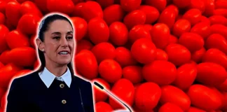 Pese a aranceles, jitomate mexicano seguirá exportándose a EU: Sheinbaum