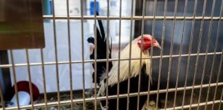 Espuelas de metal, un estadio oculto y 89 gallos: así operaba una red de peleas clandestinas en el norte de Texas