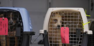 Lomitos afectados por las inundaciones en Texas llegan a Chicago en busca de refugio