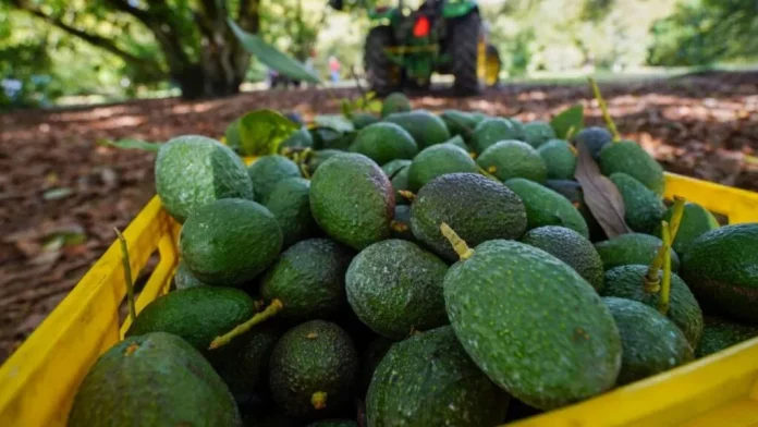 cuartoscuro-aguacate-152811-1024x576