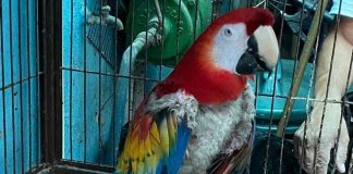 Aseguran 18 aves exóticas, algunas en peligro de extinción, en Iztapalapa; ejemplares se arrancaban su plumaje por estrés