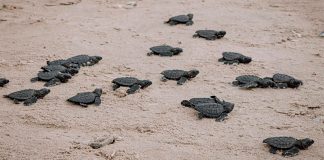 Liberan 144 mil crías de tortuga en campamentos