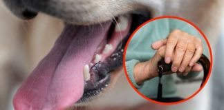 Abuelita muere tras ser lamida por el perro de su nieta, ¿qué fue lo que le pasó?