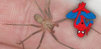 Tres niños se dejaron morder por una araña violinista para convertirse en Spider-Man. Esto se sabe