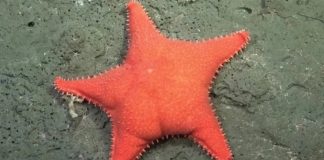 Hallan extraña estrella de mar con ‘trasero’ en Argentina; aseguran se parece a ‘Patricio’ de ‘Bob Esponja