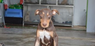 Fallece Esperanza, la perrita baleada en Culiacán que luchó por sobrevivir tras un ataque armado