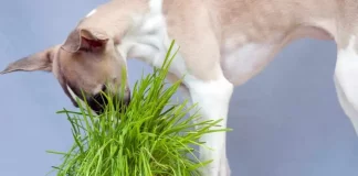 Plantas toxicas para mascotas que debes evitar en el jardín o en el hogar