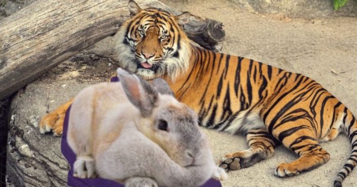 ZOO