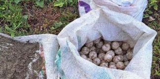 Profepa decomisa más de 5 mil huevos de tortuga golfina saqueados en Oaxaca; no hay detenidos