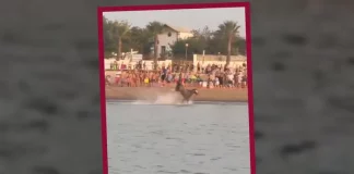 VIDEO: Caballo se desboca durante una carrera en la playa… y se mete al mar