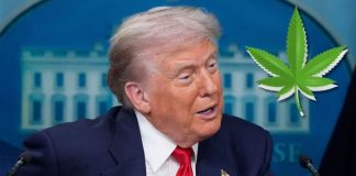 Trump plantea reclasificar la marihuana como droga menos peligrosa, lo que reduciría las penas por posesión