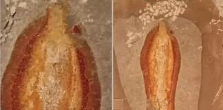 Aparece piedra con forma de la Virgen de Guadalupe en Chiapas y causa revuelo entre vecinos