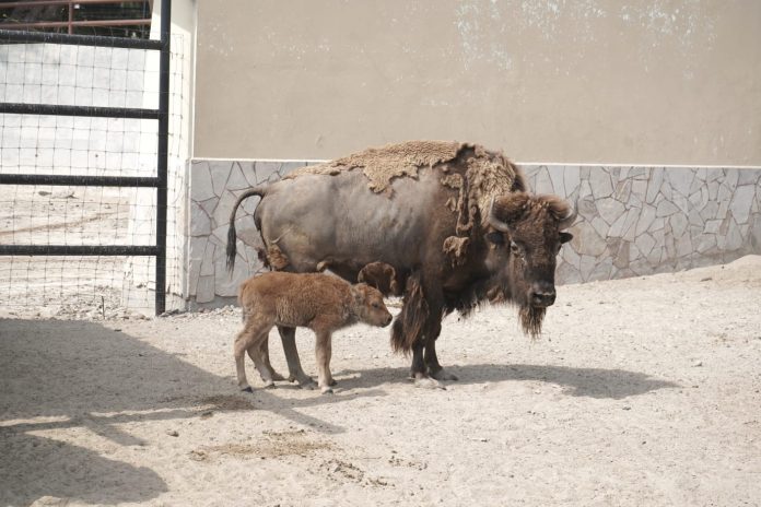 ZOOLÓGICO