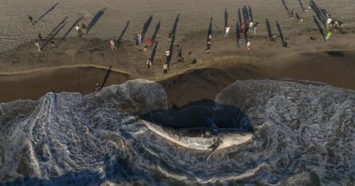 Y BALLENA