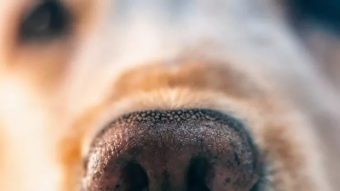 rescatan-a-54-perritos-en-nogales-sonora-vivian-en-condiciones-criticas-090115-1024x576