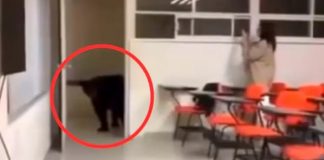 VIDEO: Oso invade salón de clases de la UANL