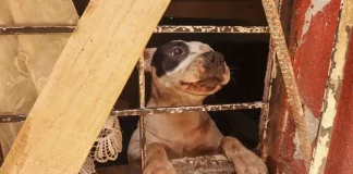 Captan a sujeto arrastrar a perrito en Veracruz; lo amarró a una camioneta