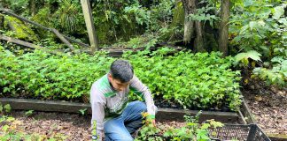 Reforesta SEDUMA 5 mil árboles en la Biosfera El Cielo