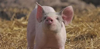 Primer trasplante de pulmón de cerdo a humano abre nuevos retos médicos