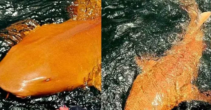 Tiburón naranja descubierto en Costa Rica es algo nunca visto